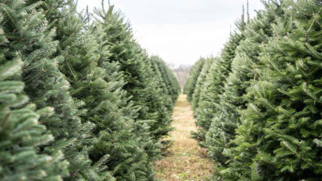 Albero di Natale naturale costo