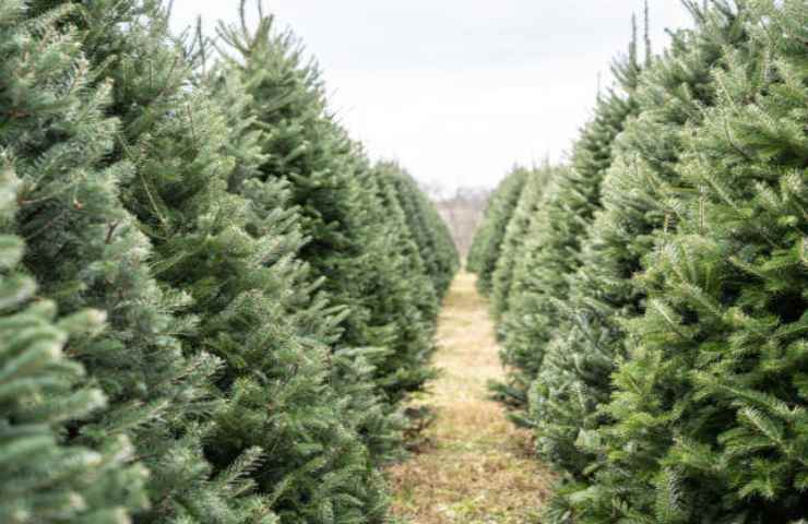 Albero di Natale naturale costo 