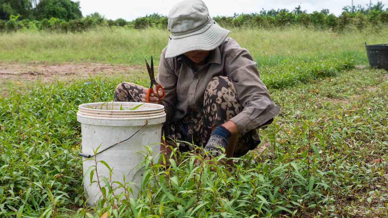 pensione per chi non ha mai lavorato in regola