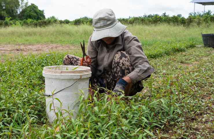 pensione per chi non ha mai lavorato in regola