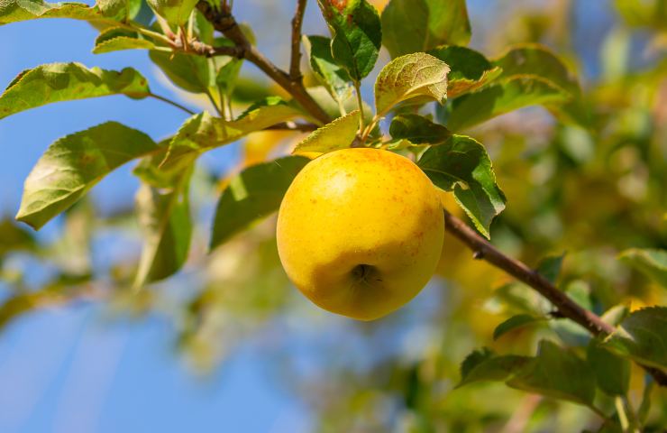 raccogliere i frutti del vicino: quando si può