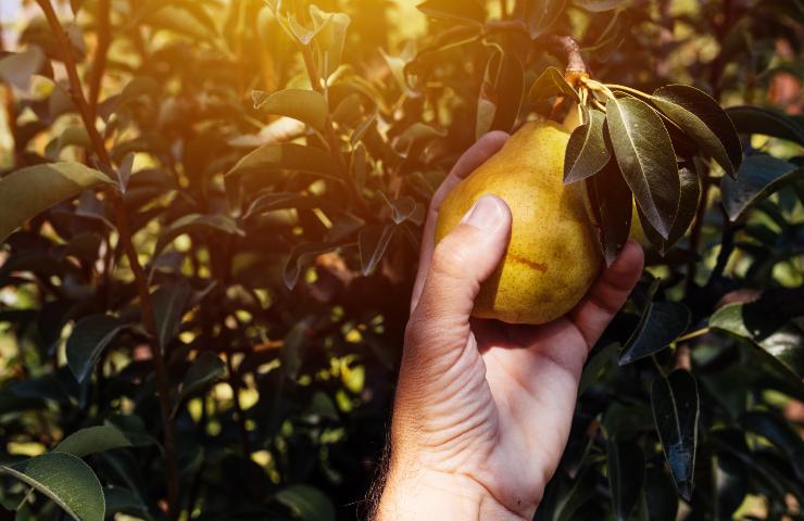 raccogliere i frutti del vicino: quando si può