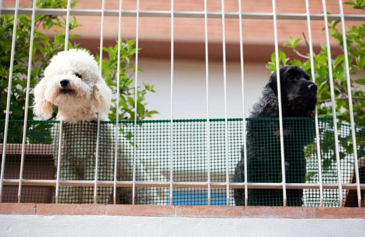 Regole per i cani in condominio