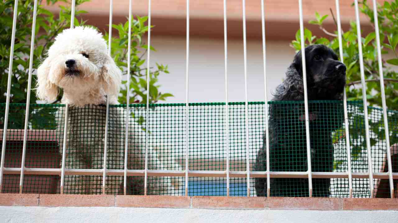 Regole per i cani in condominio