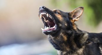 Rischi questo se il tuo cane uccide un altro animale