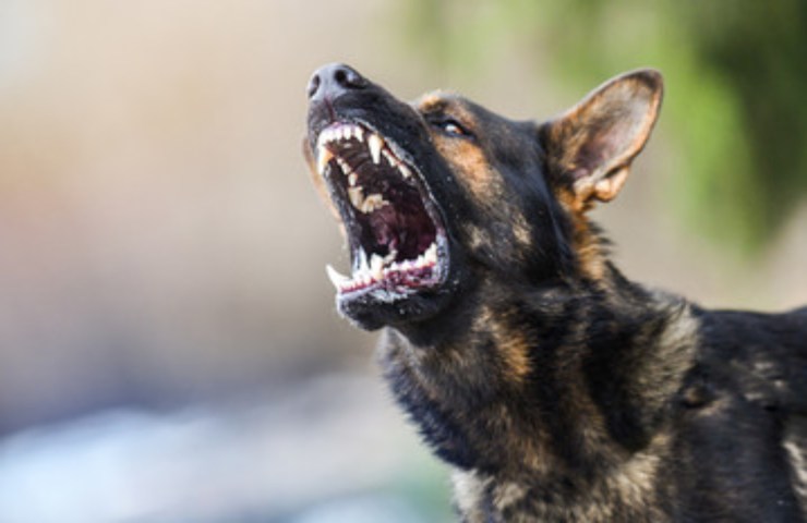 Sanzioni se il cane morde altra persona