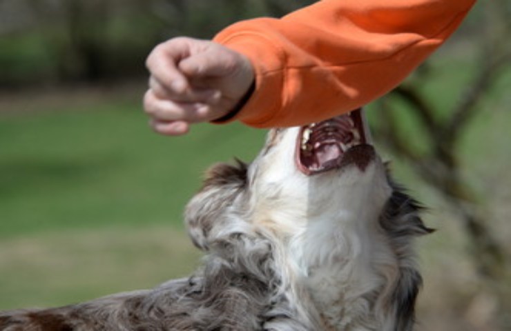 Sanzioni se il cane morde altra persona