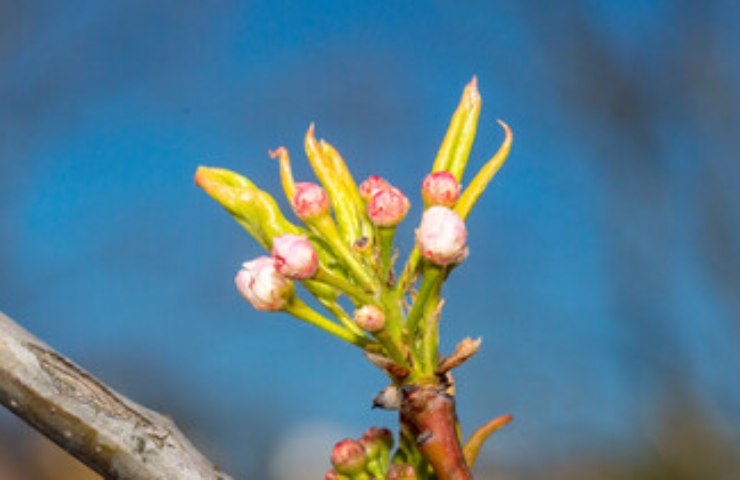 Pyrus calleryana nociva