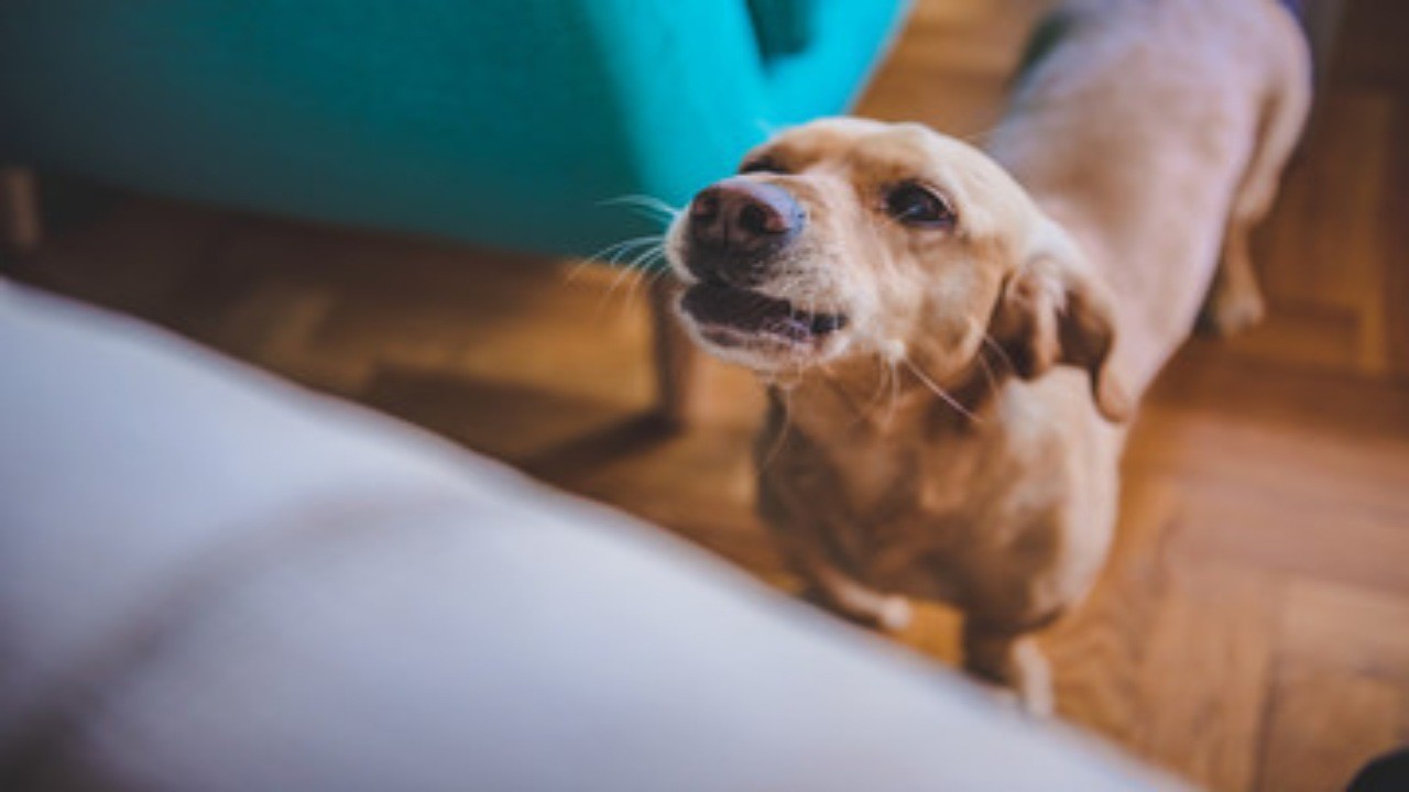 Attenzione al comportamento del nostro cane