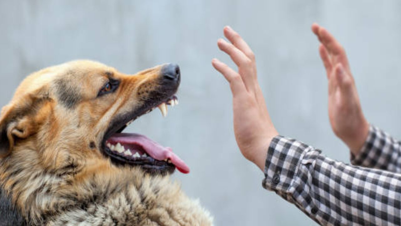 Cane pericoloso