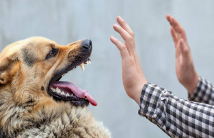 Cane pericoloso