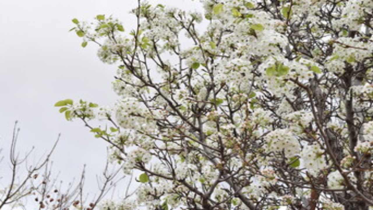 Pyrus calleryana nociva