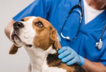spese veterinarie detrazioni