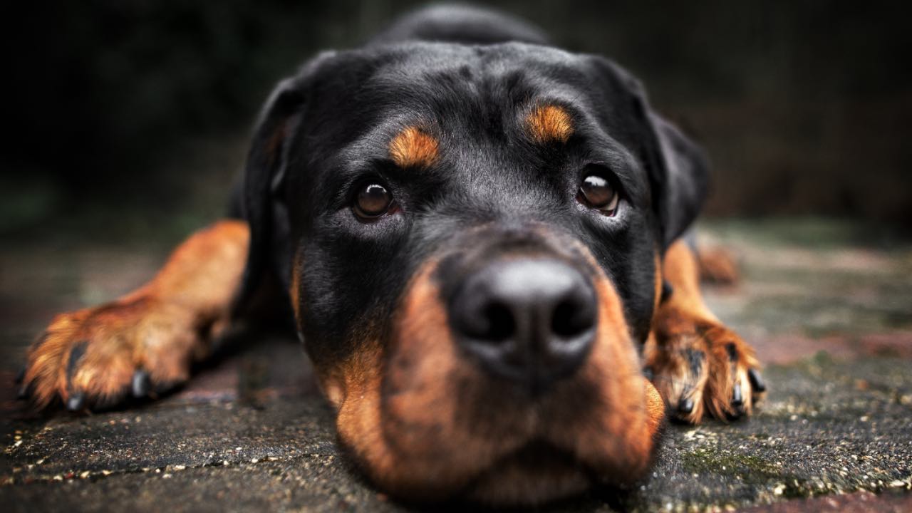 sfratto casa causa cane