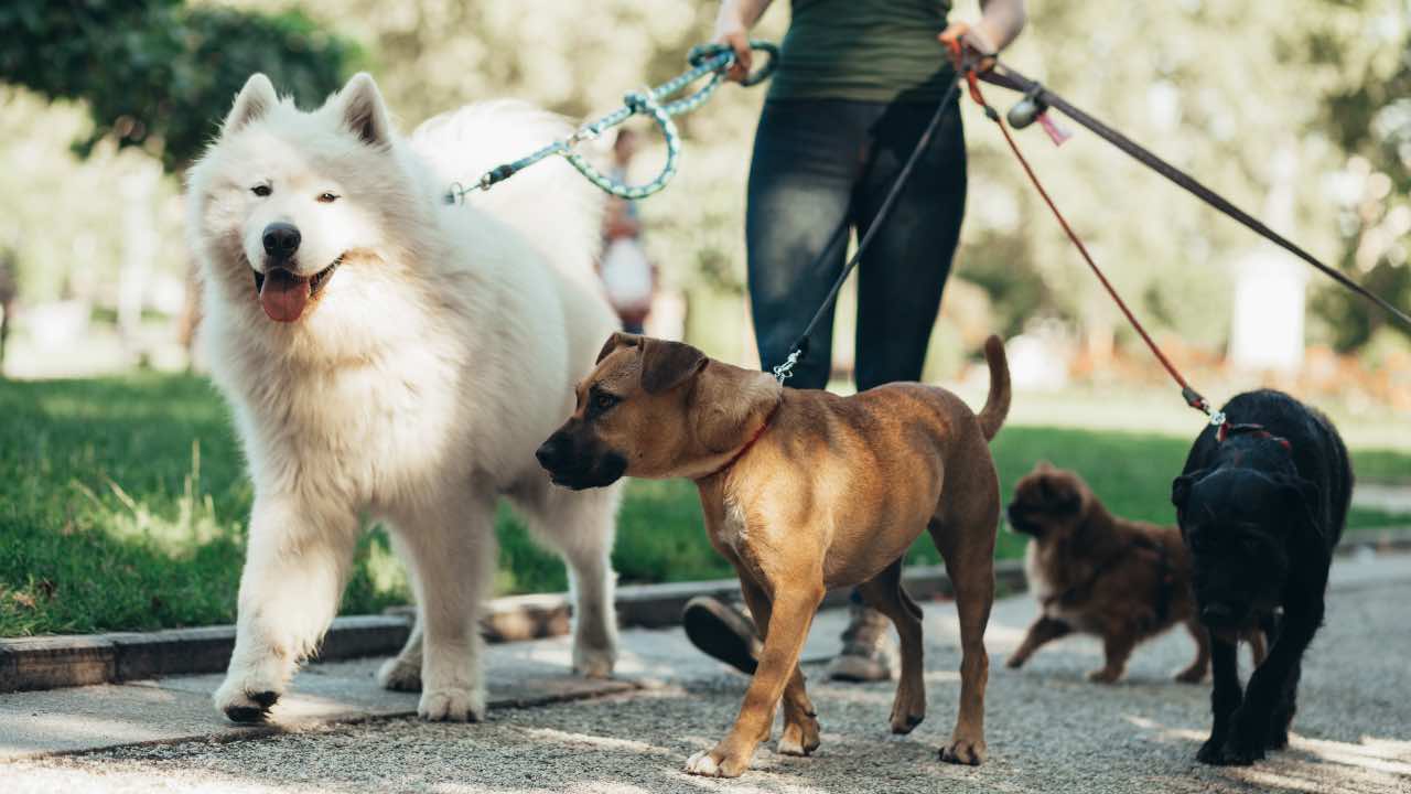 soldi extra su pensione come dog sitter