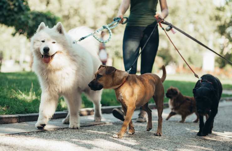 soldi extra su pensione come dog sitter