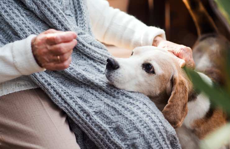 soldi extra su pensione come dog sitter