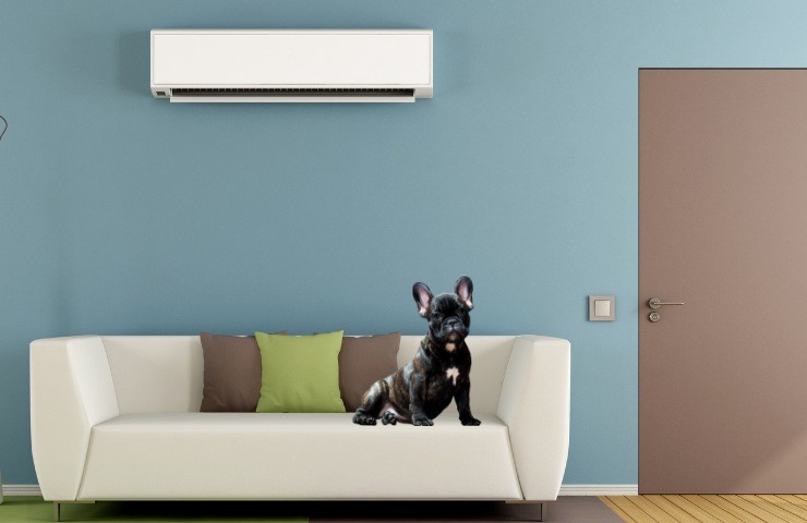 condizionatore pericoloso per cane