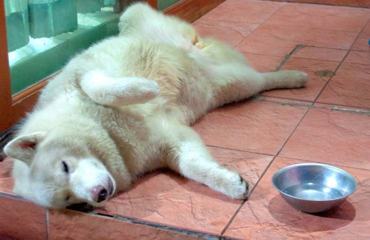 cani e gatti in estate