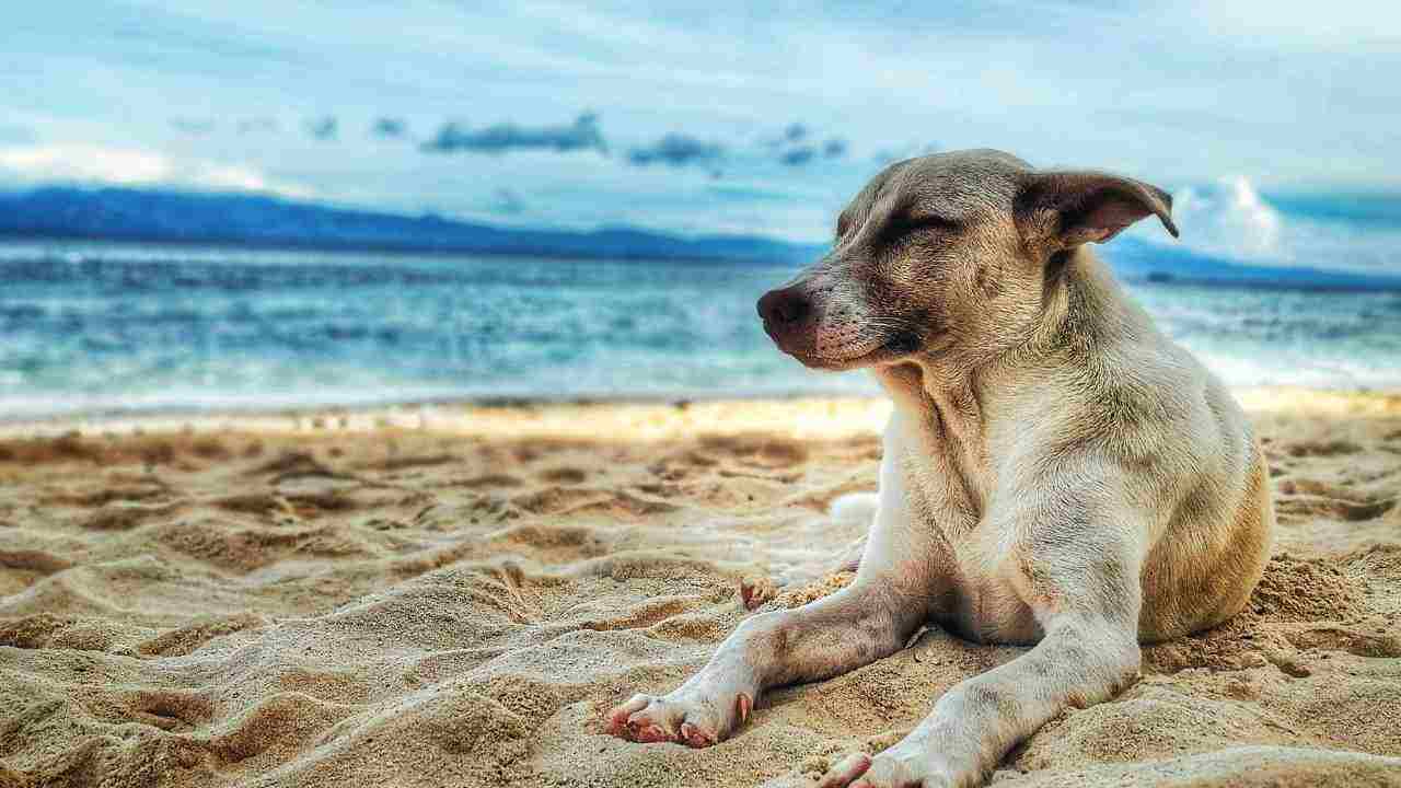 cani in spiaggia